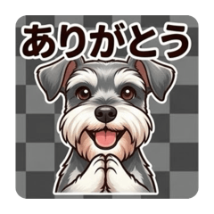 A merry and cute Schnauzer