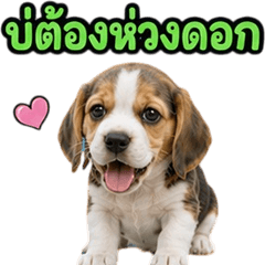 Adorable Beagle dog V.7