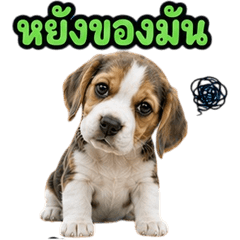 Adorable Beagle dog V.8