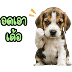 Adorable Beagle dog V.9