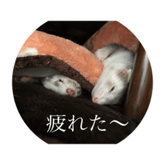 SHIRAKO&PONZU