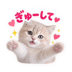 Macaron_20260825231809