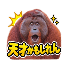 Funny orang utan