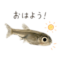 suzushige_20260825233501