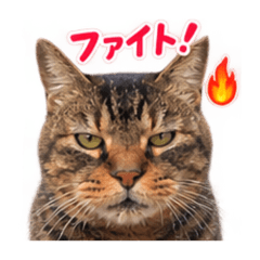 I am TORA !