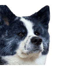 Koume.Akitainu_20260825234443