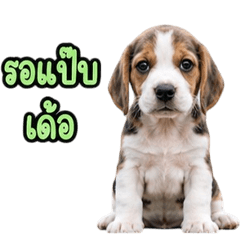 Adorable Beagle dog V.10