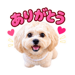 Kinako_20260826000140
