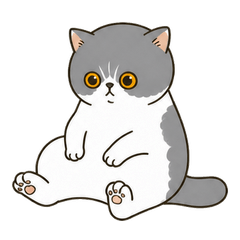 Grumpy Exotic Shorthair Cat Life