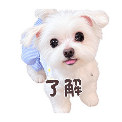 MOMOchan_20260826004748