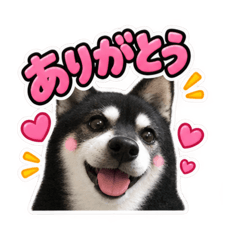 KUROSIBA STAMP