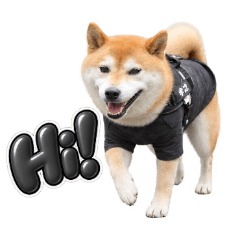 柴犬的日常反應
