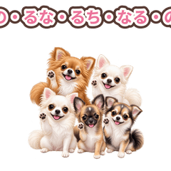 Five Cute Chihuahua Friends