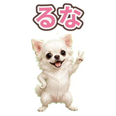Luna the Cute Chihuahua