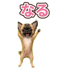 Naru the Cute Chihuahua