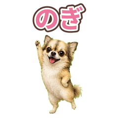 Nogi the Cute Chihuahua