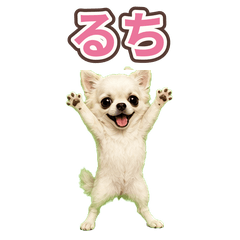 Ruchi the Cute Chihuahua