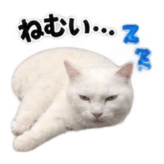 Natsumi_20260826063618