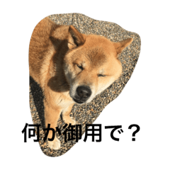 Chibita mascot dog in temple