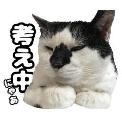 ハチワレ猫とキジトラ猫 写真使用 日本語