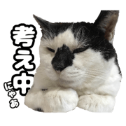 black and white cat , brown tabby cat