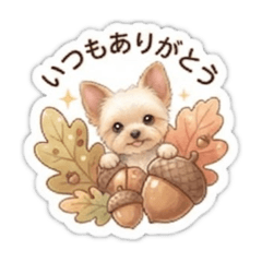 Everyday Yorkie & Acorn