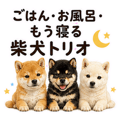 Dinner, Bath, Bedtime Shiba Trio-jp