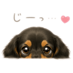 Doxie Feelings