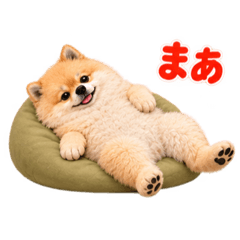 YuzPonZoo_20260826143856