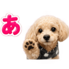 coco_20260826144402