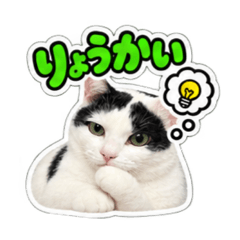 geko_20260826130549