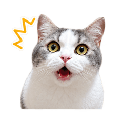 Neko no Yukichi 1