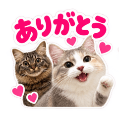 aki_20260826152858