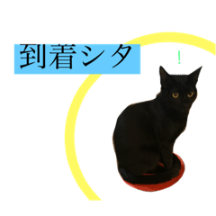 Voice of black cat [ Azuki ]