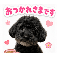 chocosuke0522_20260826151130