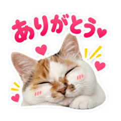 Umeko_20260826211415