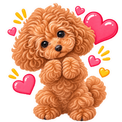 Hana-kun, the Toy Poodle
