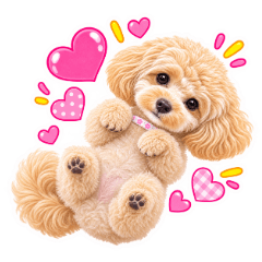 Momo-chan the Maltipoo