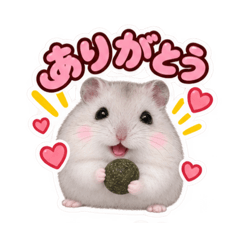kinako_20260826174426