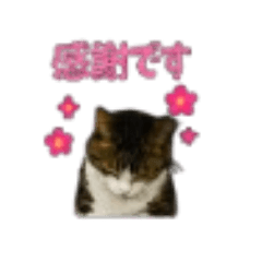 cool-sun_20260826194542
