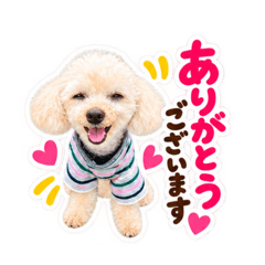 toy poodle mog 81