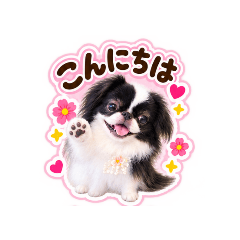 japanesechin.Gizumo