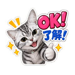 shin_20260826211025