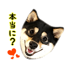 Tamayo of the bean Japanese midget Shiba