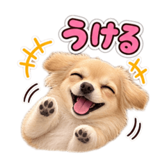 chiwacs