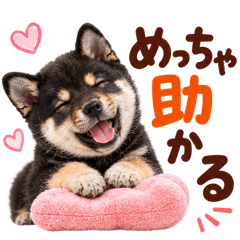 DOG  GOOD  Sticker327