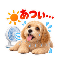 Maltipoo Mochas Summer.