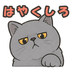 Cats Looking Down on You