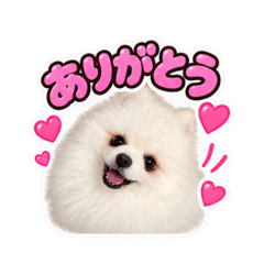 pomeranian.1