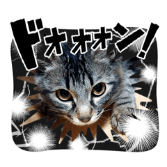 チビの日